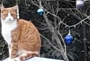 Alerte Disparition Chat Mâle , 3 ans Lons-le-Saunier France