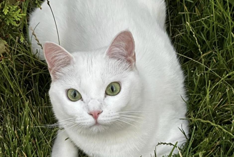 Alerte Disparition Chat Femelle , 3 ans Tremblay-en-France France