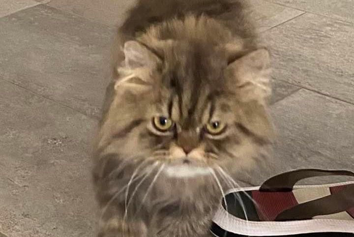 Alerte Disparition Chat  Mâle , 5 ans Bienne Suisse