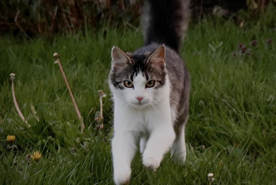 Alerte Disparition Chat croisement Mâle , 3 ans Ploubazlanec France