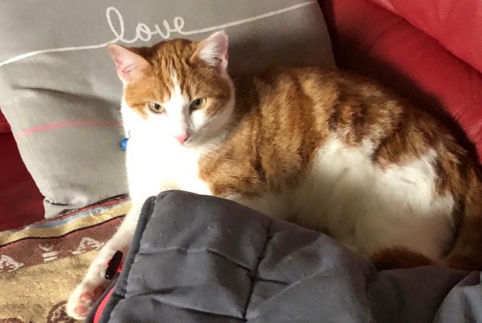 Alerte Disparition Chat croisement Mâle , 2 ans Mathod Suisse