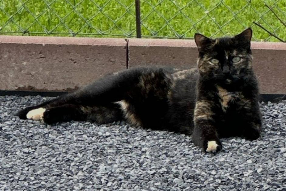 Alerte Disparition Chat Femelle , 60 ans Châtel-Saint-Denis Suisse