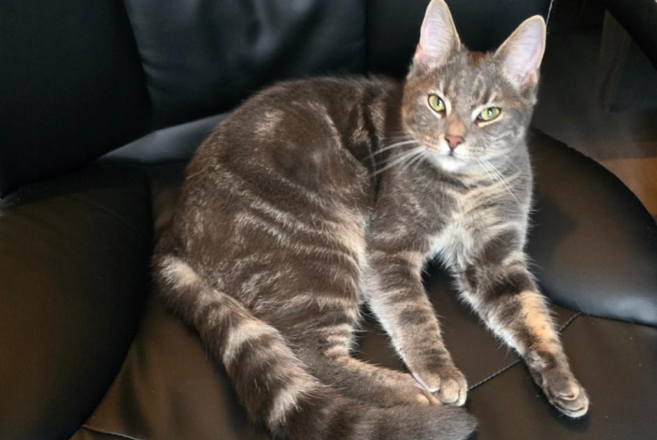 Alerte Disparition Chat croisement Mâle , 2 ans Hoogeveen Pays-Bas