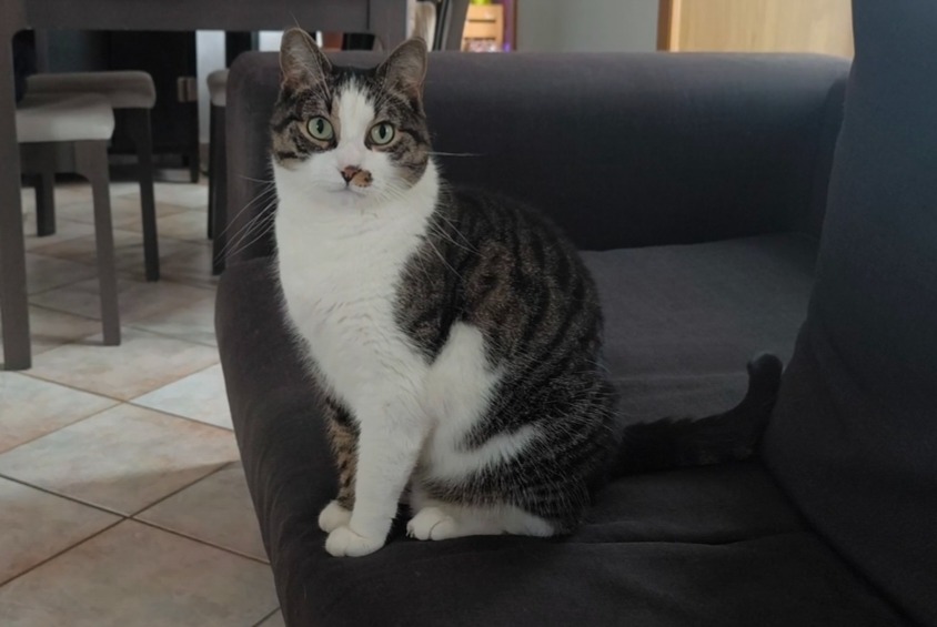 Alerte Disparition Chat Mâle , 9 ans Avenches Suisse