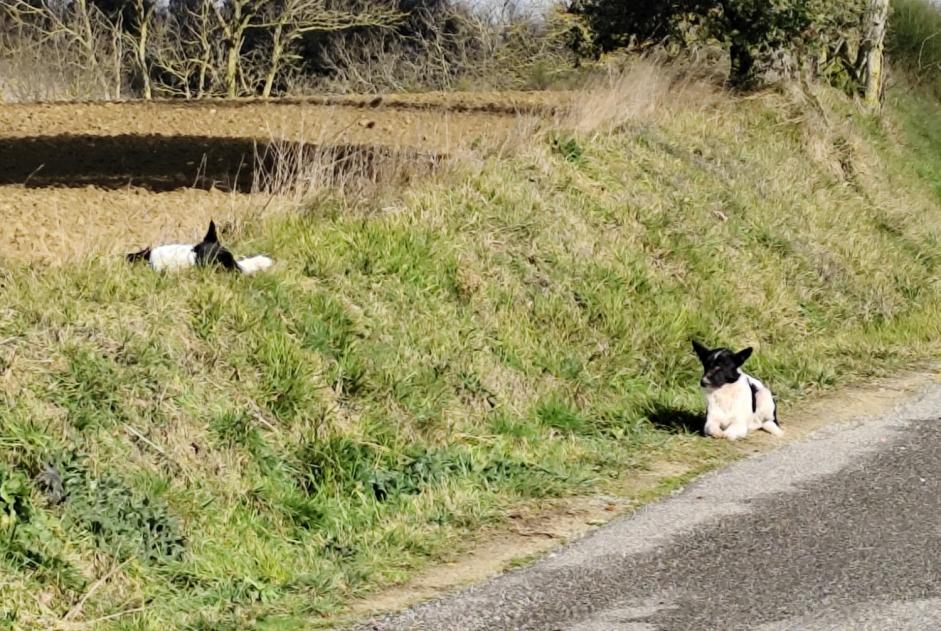 Alerte Découverte Chien croisement Mâle , 3 ans Villasavary France