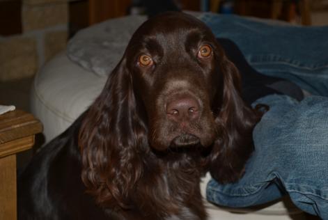 Avviso scomparsa Cane  Maschio , 7 anni Savigny-le-Temple Francia