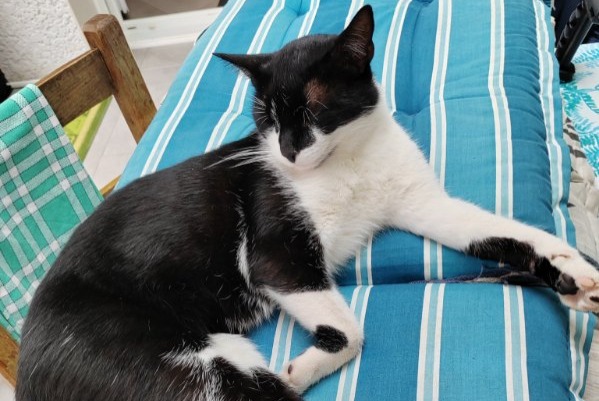 Avviso scomparsa Gatto  Maschio , 4 anni Morestel Francia