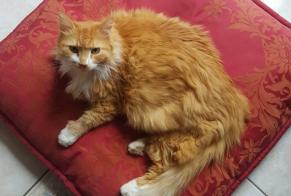 Avviso scomparsa Gatto  Maschio , 11 anni Saint-Hilaire-Saint-Mesmin Francia