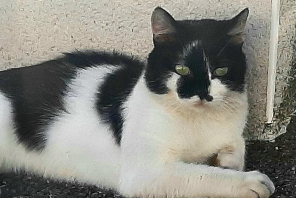 Avviso scomparsa Gatto incrocio di razze Maschio , 3 anni Toulouse Francia