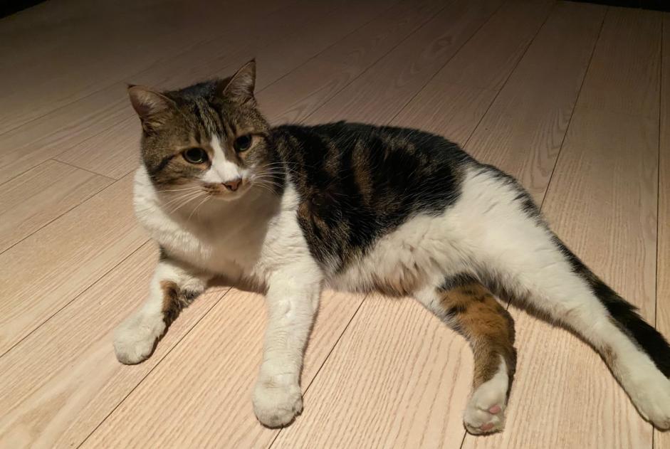 Avviso scomparsa Gatto  Maschio , 10 anni Genève Svizzera