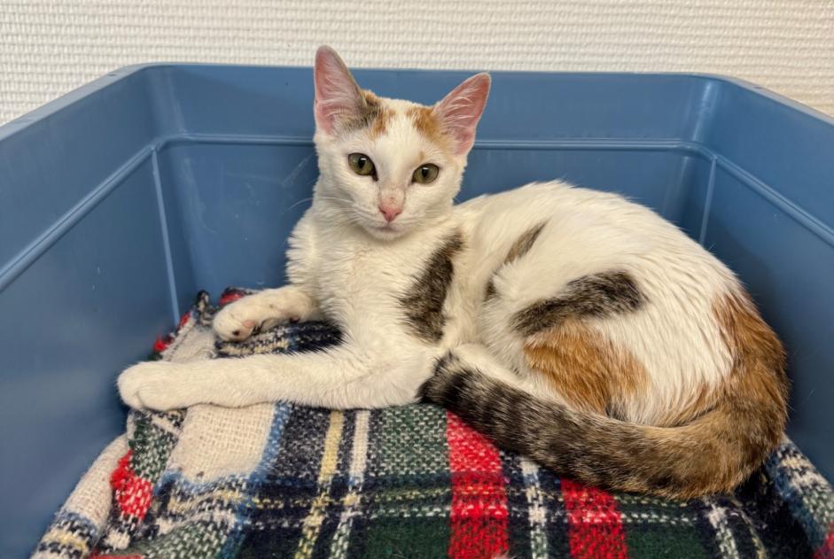 Avviso Ritrovamento Gatto incrocio di razze Femmina , Tra 4 e 6 mesi Epalinges Svizzera