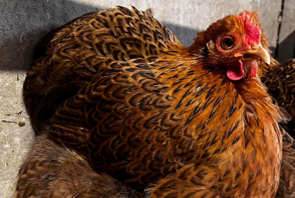 Verdwijningsalarm Andere poule Vrouwtje Les Sables-d'Olonne Frankrijk