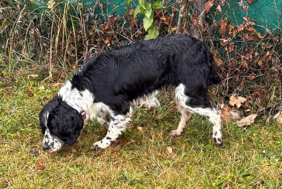 Ontdekkingsalarm Hond Vrouwtje Saint-Jorioz Frankrijk