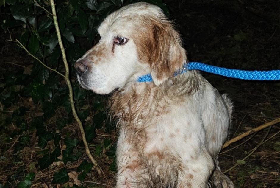 Ontdekkingsalarm Hond  Mannetje Vannes Frankrijk