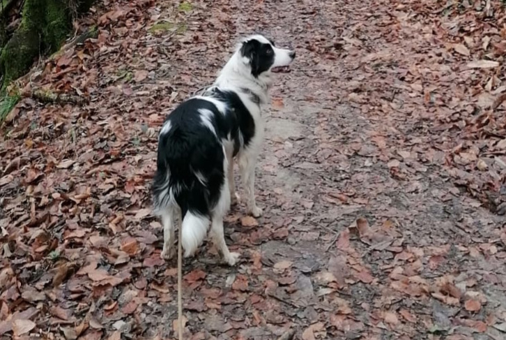 Verdwijningsalarm Hond  Vrouwtje , 4 jaar Le Pont-de-Beauvoisin Frankrijk