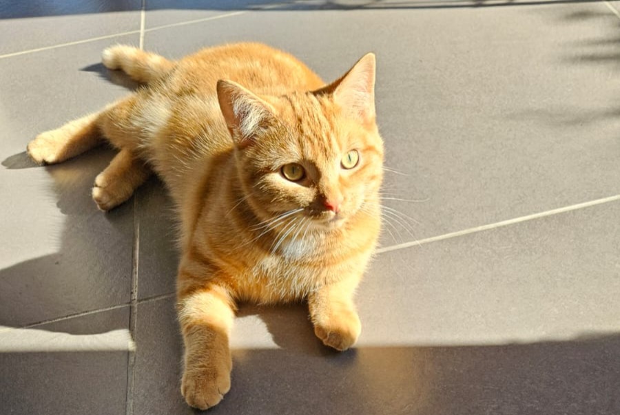 Verdwijningsalarm Kat Mannetje , 2 jaar Braives België