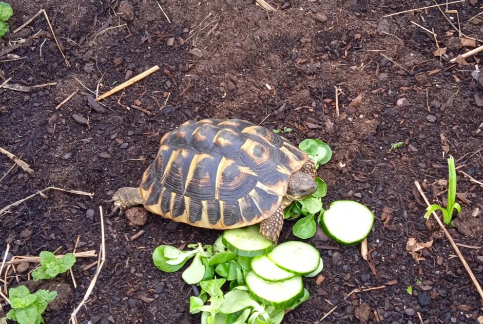 Verdwijningsalarm Schildpad Vrouwtje Ascain Frankrijk