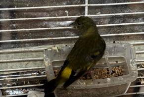 Ontdekkingsalarm Vogel Onbekend Schaerbeek België