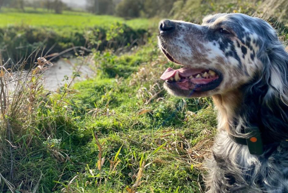 Alerta desaparecimento Cão  Macho , 11 anos Plénée-Jugon France