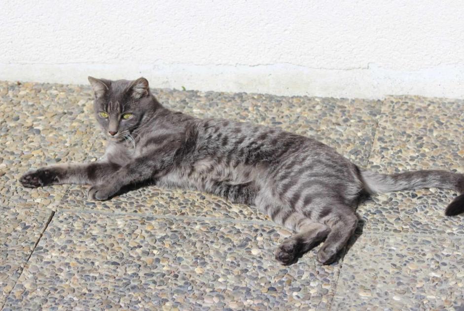 Alerta desaparecimento Gato Macho , 5 anos Soignies Belgium