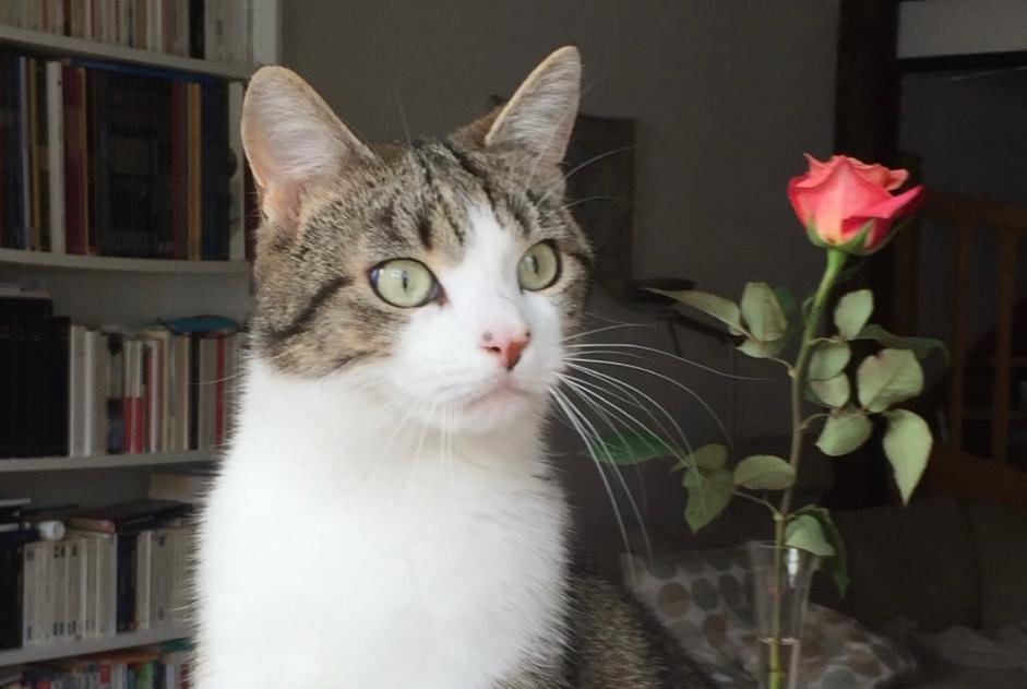 Alerta desaparecimento Gato Macho , 7 anos Fribourg Switzerland