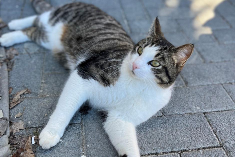 Alerta desaparecimento Gato cruzamento Macho , 5 anos Crans-Montana Switzerland