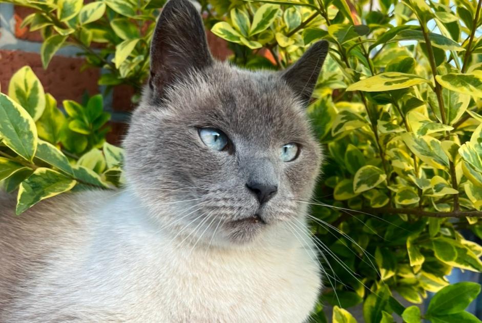 Alerta desaparecimento Gato  Macho , 4 anos Assesse Belgium